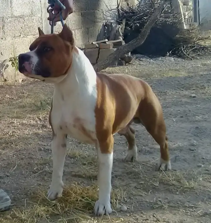 Edom's Jordan Khalan