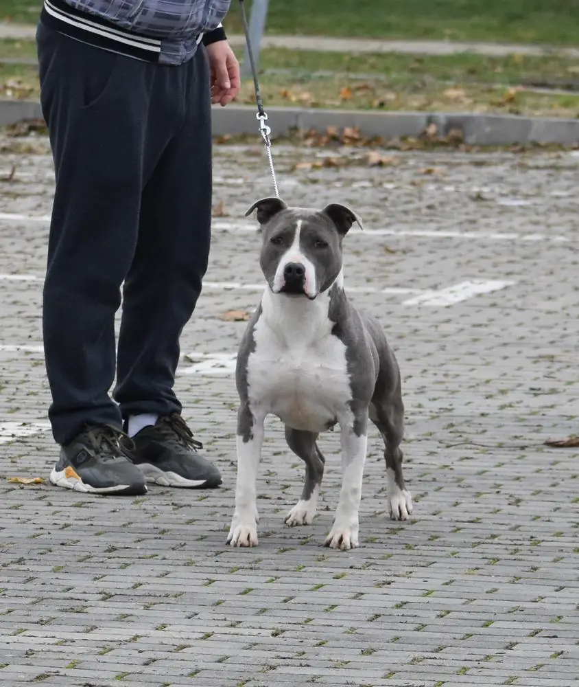 Junior Ch Serbia, Junior Ch Montenegro Forte Royal Gold Line