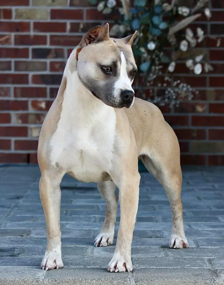 CH Bartin's In Case I Dont See Ya