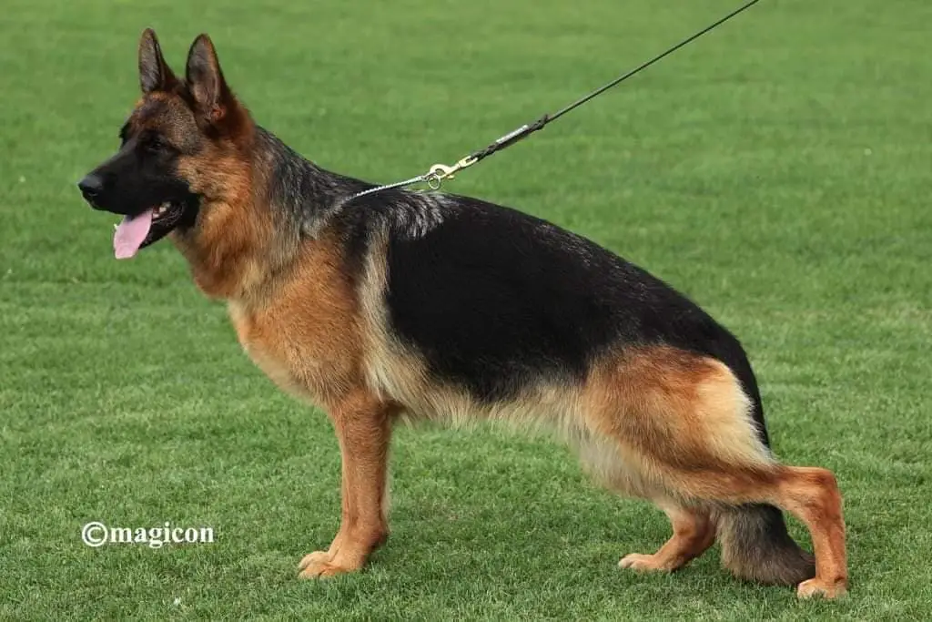 SG Orona vom Grafenbrunn