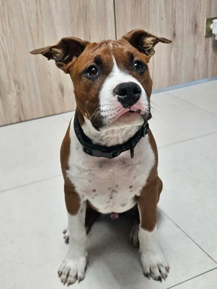 Robustaff West Coast Red Boy