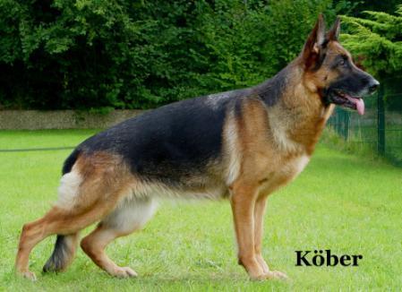 V Enzi von der Krautschneise