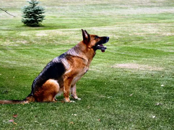 Hanna vom Schlichter Tor