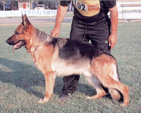 VA6 (I) Quoll di Casa Mary