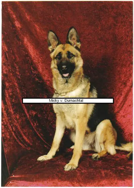 SG Micky vom Dürnachtal