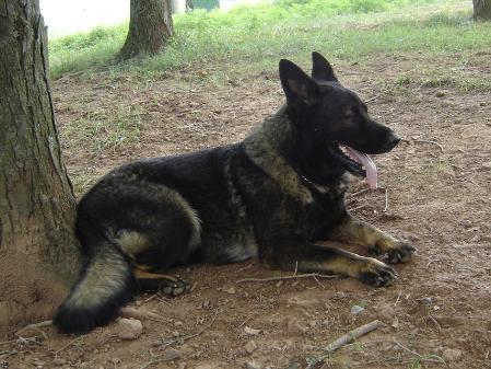 Winni vom Schäferliesel