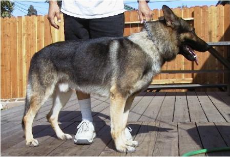 Alf vom Glaamer Grund