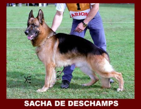 Sacha de Deschamps