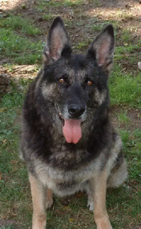 Treue vom Heiliger Huegel