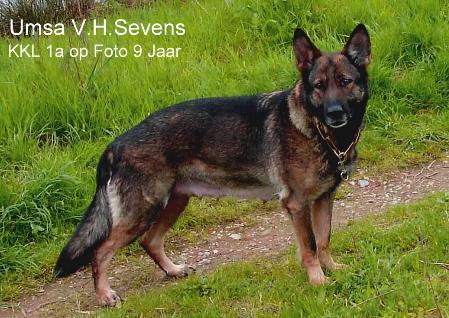 Umsa vom Haus Sevens