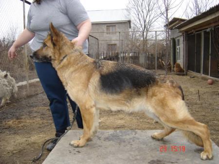 Sissi vom Haus Babilon