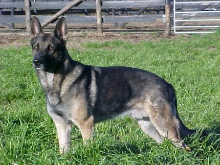 Mischka vom Welzbachtal