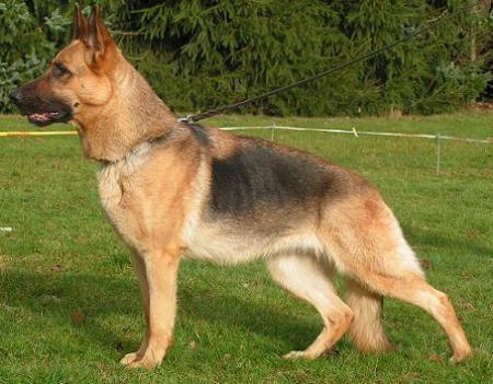 G Babsy vom Haus Ehrlich