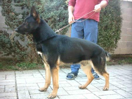 Carlo vom Welfensteig