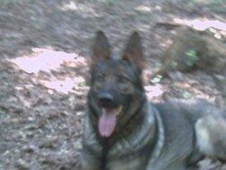 Ectasyna vom Laucherttal