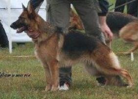 V1 Hailey von Grafenstein