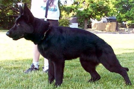 Cyro vom Schaferliesel