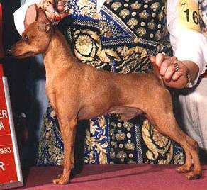 USA.CH Redwing's On The Cutting Edge