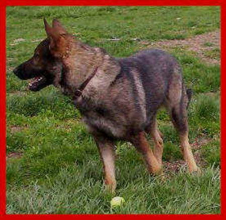 Yoschi vom Schäferliesel