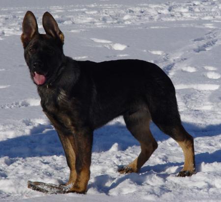 SG Cito von Wolfstraum