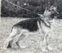 Jambo von der Ulmer-Felswand