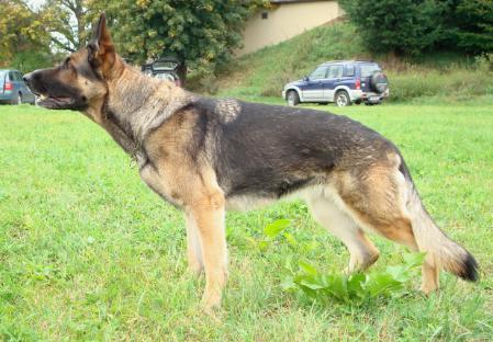 Anja vom Wackelstein