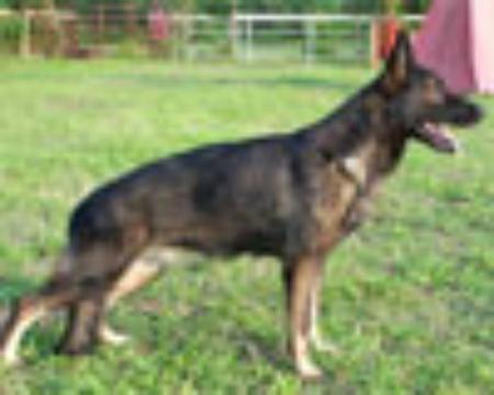 Anschi von Mittelsachsen