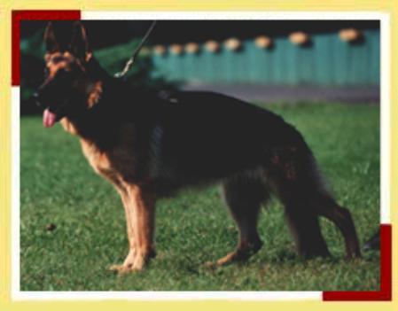 SG Mavi I.R. Satysfakcja