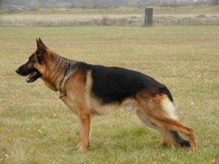 Glosemosen's Zeus