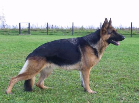 Defendervil Alexia