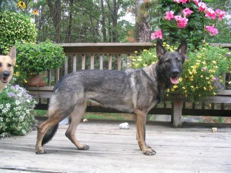 Beretta vom Wildhaus