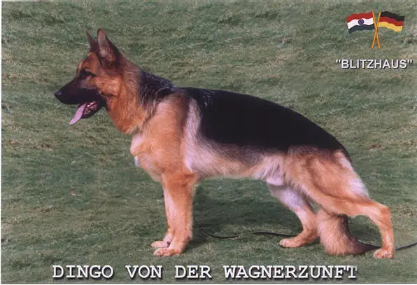 Dingo von der Wagnerzunft