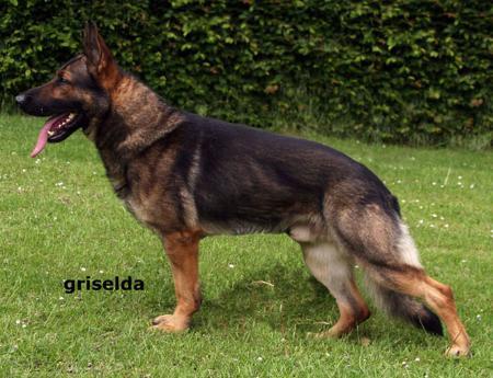 Ajax von der Drachenbrut