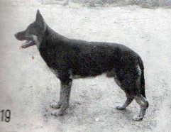 Walko vom Baruther land (DDR)(1967)