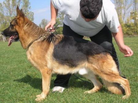V Arax della Rocca Malatestiana