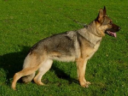 V Aischa vom Haus Pe-Ja