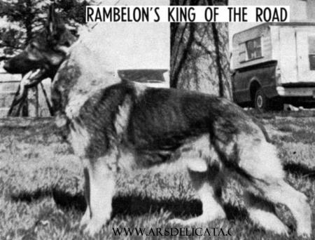 CH (US) Rambelon's King of the Road