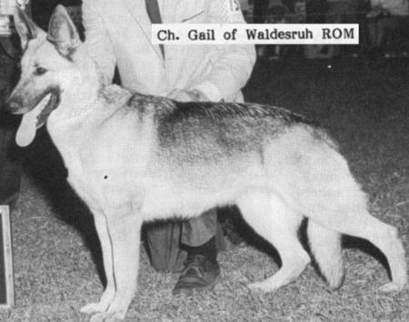 CH (AKC) Gail of Waldesruh