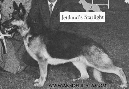 Jett Land's Starlight
