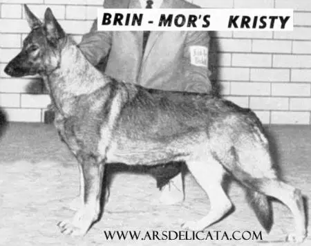 Brin-Mor's Kristy