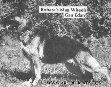 Bobara's Mag Wheels of Gan Edan