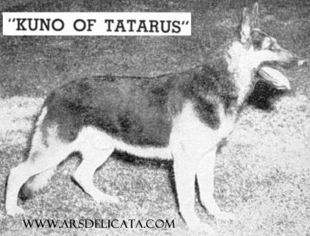 Kuno of Tatarus