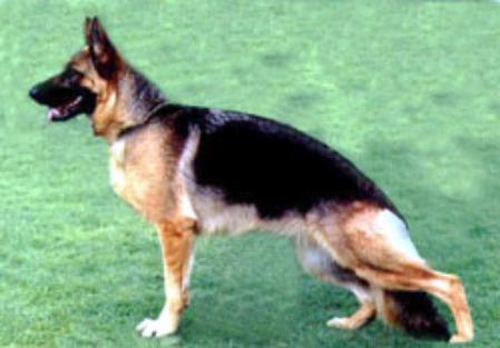 Megan von Mogadischo