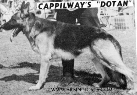 CH Cappilway's Dotan