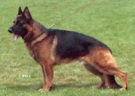 VA5(I) Dingo di Casa Mary (1997) [Vax]