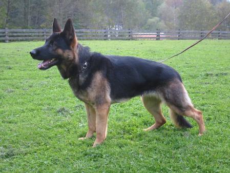 SG. Enny vom Hopener Burgwald