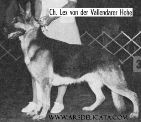 CH (USA) Lex von der Vallendarer Hohe