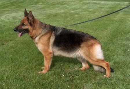 V Erna vom Nordlandzwinger