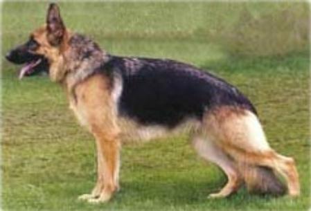 SG Bola von Restrauch