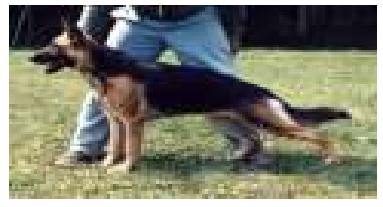 Aidi du val des Hurles Vent